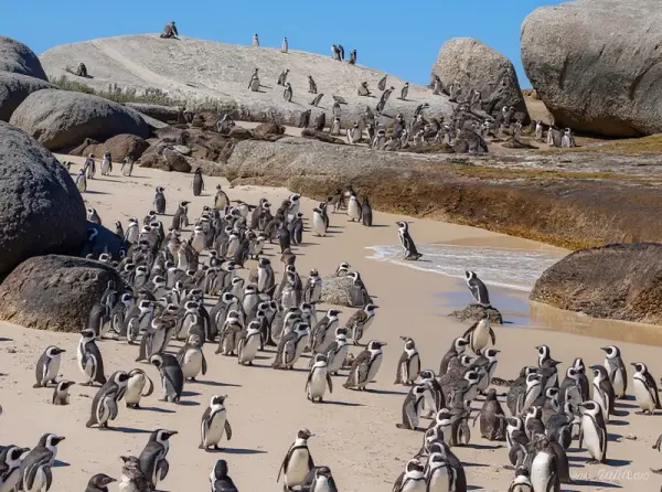 Boulders Beach (African Penguin Colony, Simon's Town)