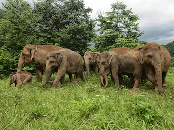Elephant Nature Park (Elephant rescue & rehabilitation sanctuary)