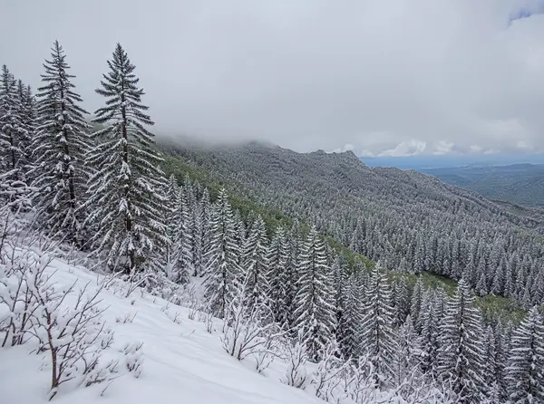 El Yunque National Forest
