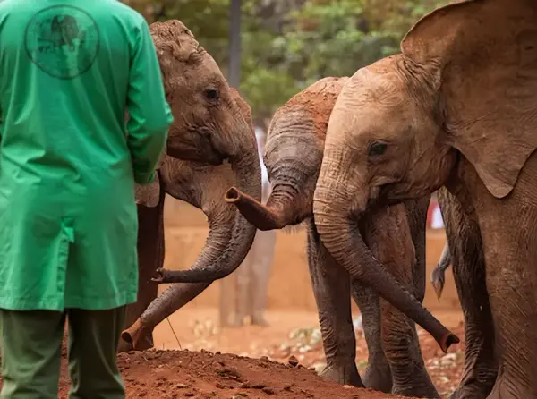 David Sheldrick Wildlife Trust
