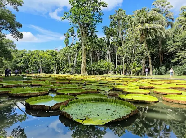 Sir Seewoosagur Ramgoolam Botanical Garden (Pamplemousses Botanical Garden)