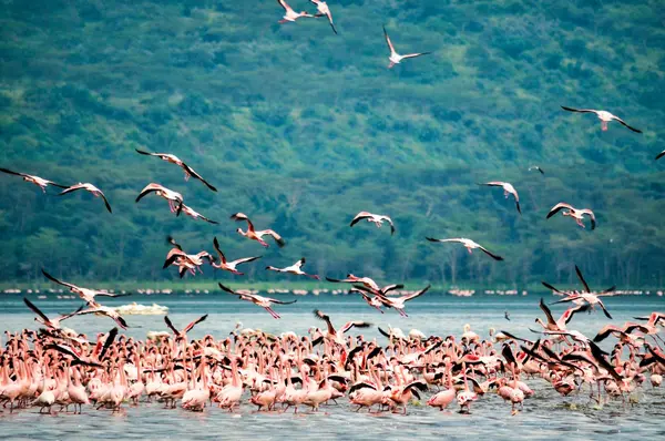 Lake Nakuru National Park