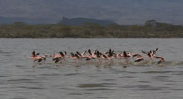 Lake Nakuru