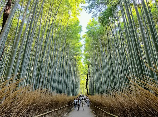 Arashiyama Bamboo Grove