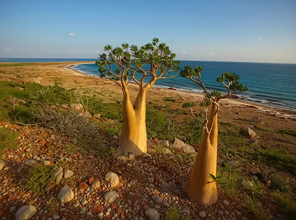 Socotra Island