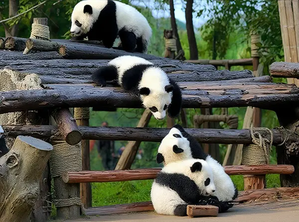 Chengdu Research Base of Giant Panda Breeding