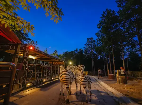 Chiang Mai Night Safari