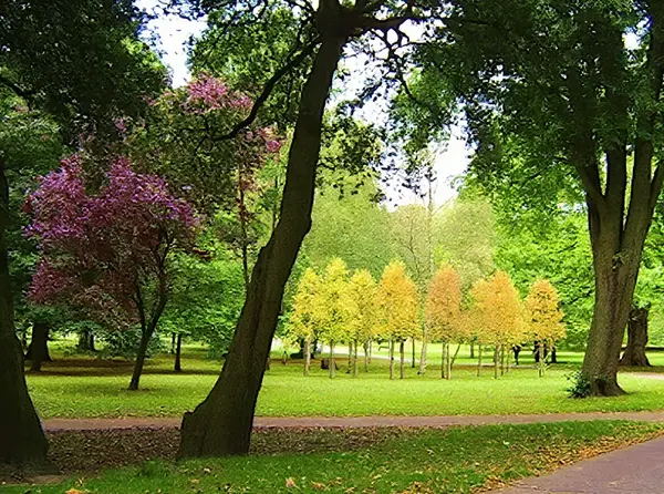 Bute Park