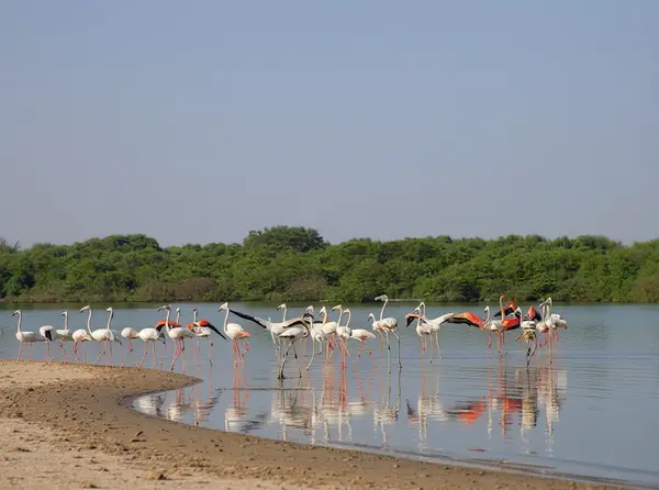 Al Zorah Nature Reserve