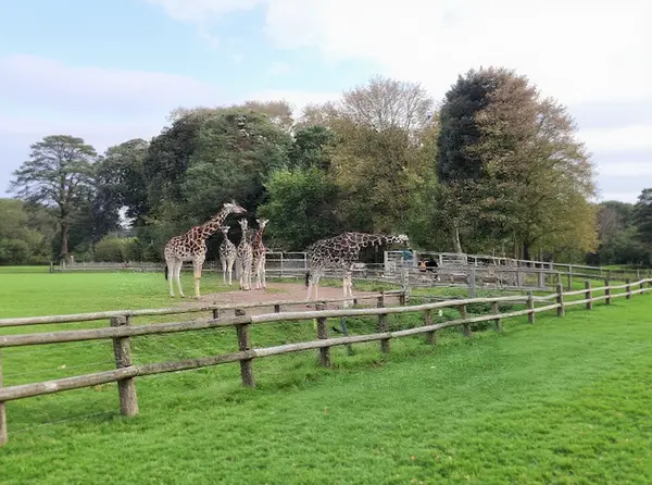 Fota Wildlife Park