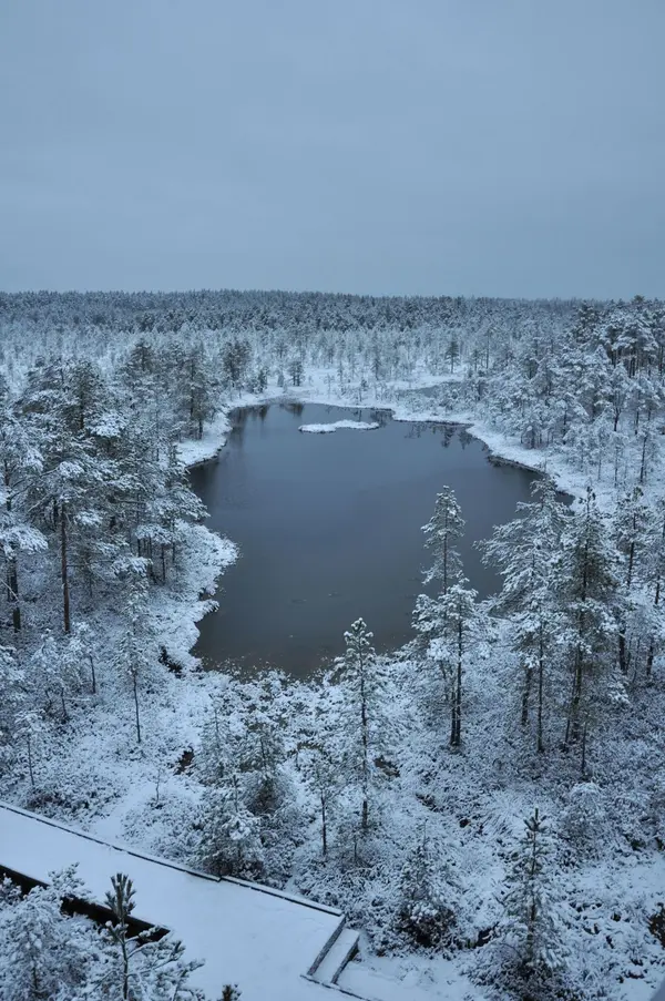 Hike the Viru Bog Trail