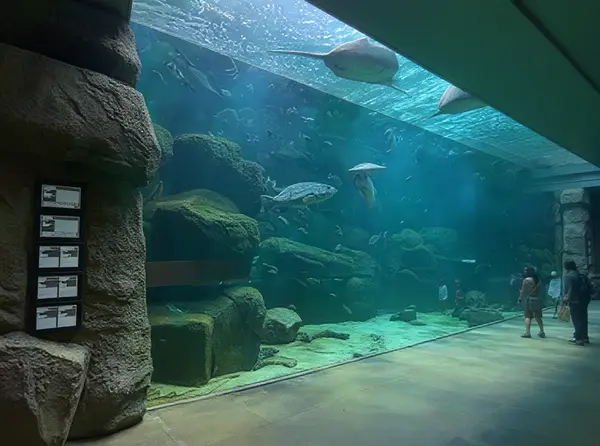 Miyajima Aquarium