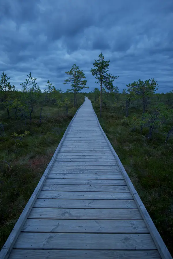 Viru Bog Nature Trail
