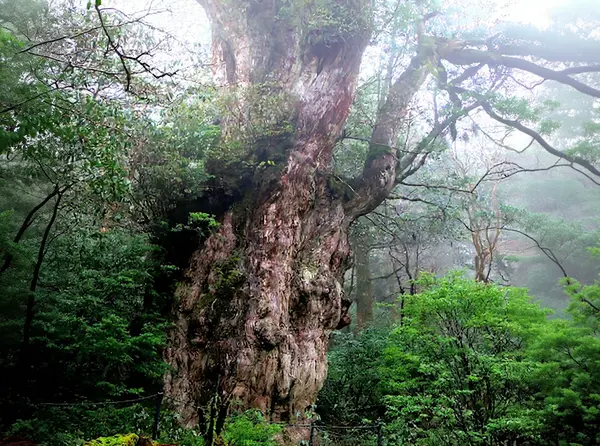 Yakushima Island — Jomon Sugi / Yakusugi Forest (Yakushima National Park)