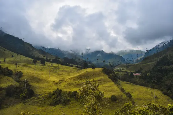 Valle del Cocora
