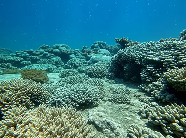 Red Sea Coral Reefs