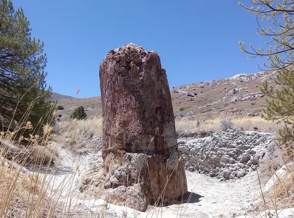 The Petrified Forest of Lesbos