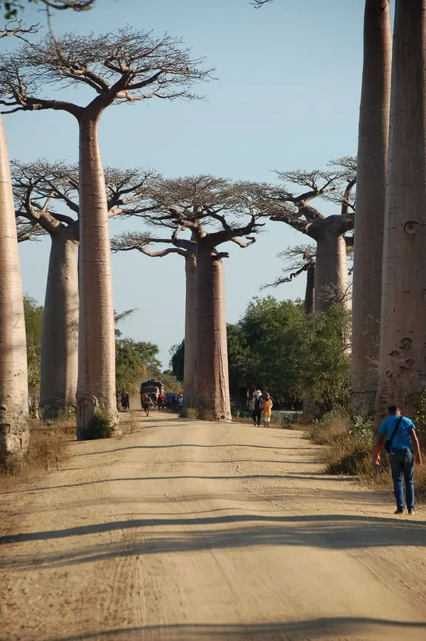 Baobab Amoureux