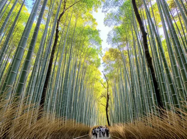 Arashiyama Bamboo Grove (Sagano Bamboo Forest) - scenic bamboo walk