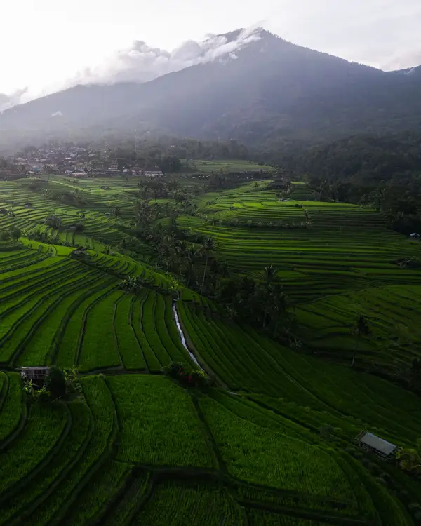 Jatiluwih Rice Terraces