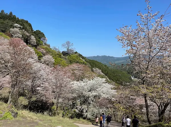 Shimo Senbon Cherry Blossoms