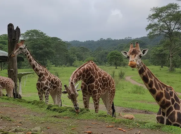 Taman Safari Indonesia