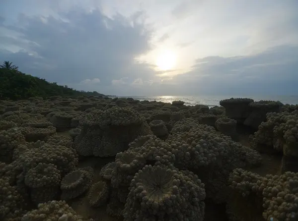 Balicasag Island Marine Sanctuary (Balicasag, Panglao)