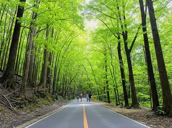 Bilar Man-Made Forest (Bilar, Bohol)