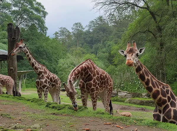Taman Safari Indonesia
