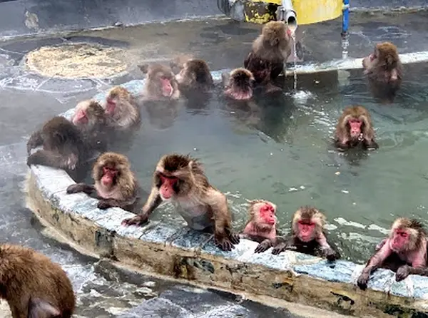 Hakodate Tropical Botanical Garden