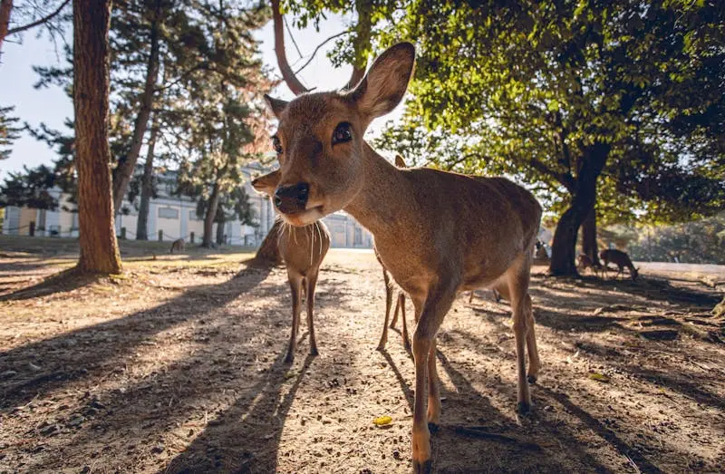 Nara, Japan