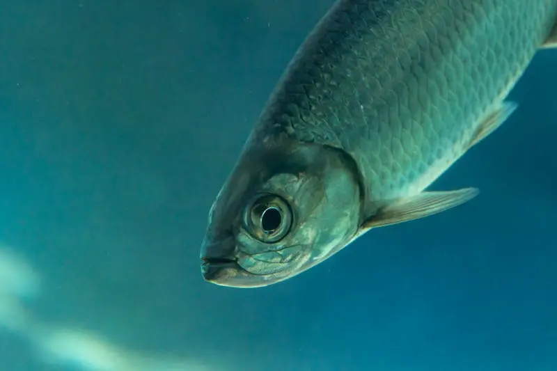 Side view close-up of a tarpon fish swimming in azure deep marine waters, showcasing intricate scales.