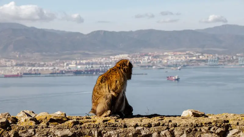 A Barbary macaque sits atop Gibraltar, gazing over the scenic bay and mountains.