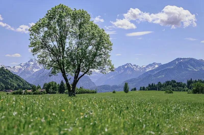 Serene landscape with a solitary tree and mountain backdrop in Bayern, Germany during summer.