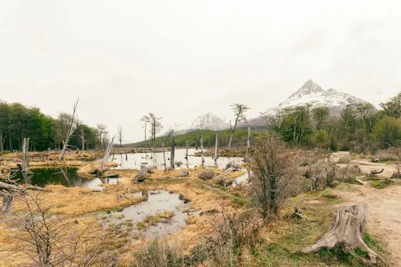 Experience the serene wilderness of Ushuaia with mountains, forests, and wetlands captured in this breathtaking view.