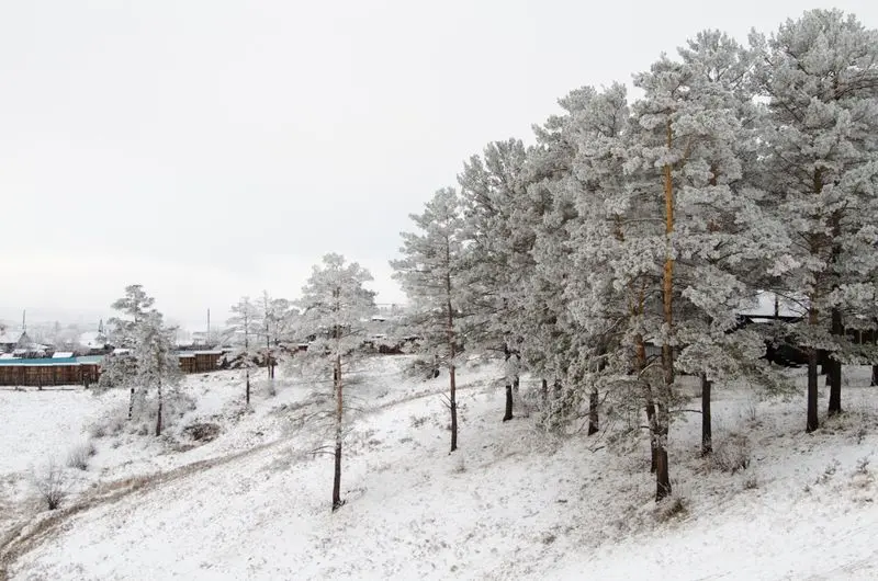 Serene snow-covered hills and frosty pine trees in Kachug, Russia.