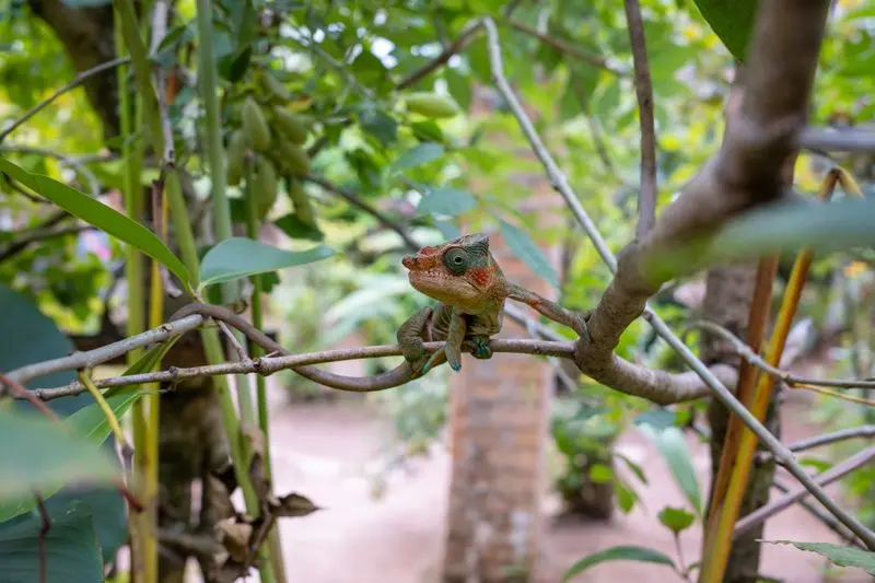 Close-up of a chameleon blending into the tree branches in a vibrant tropical setting.
